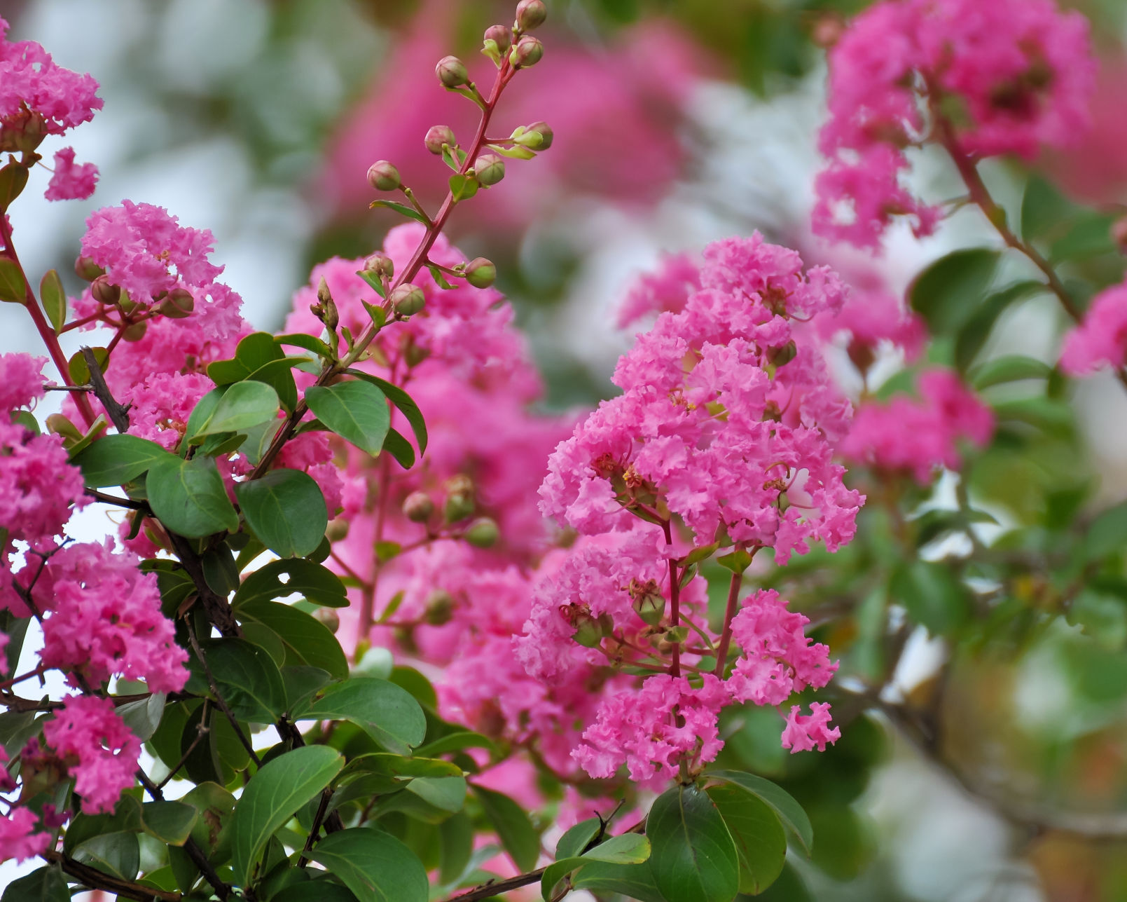 Master Gardeners of Napa County: It's easy to grow and good in a drought: crape myrtle